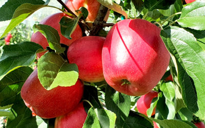 A pochi giorni dall’avvio delle vendite SweeTango® si conferma unica e vera “mela dell’estate”